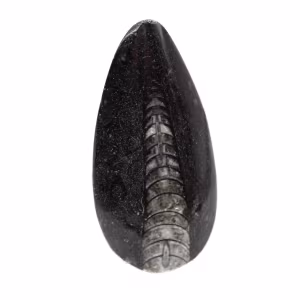Fossila Orthoceras från Marocko