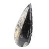 Orthoceras-fossil - 2
