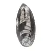 Orthoceras-fossil - 0