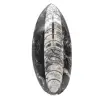 Fossila Orthoceras från Marocko - 0