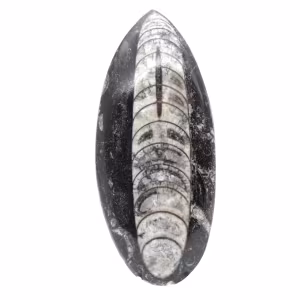 Fossila Orthoceras från Marocko
