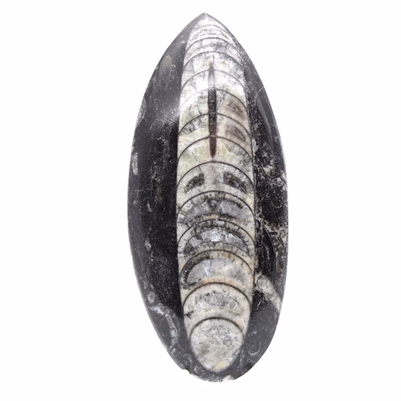 Fossila Orthoceras från Marocko