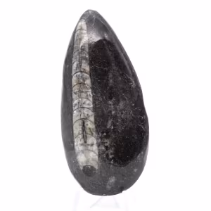 Orthoceras-fossil