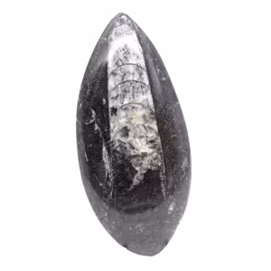 Fossila Orthoceras från Marocko