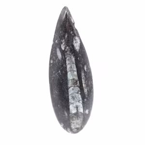 Fossila Orthoceras från Marocko
