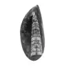 Orthoceras-fossil - 0