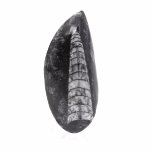 Orthoceras-fossil