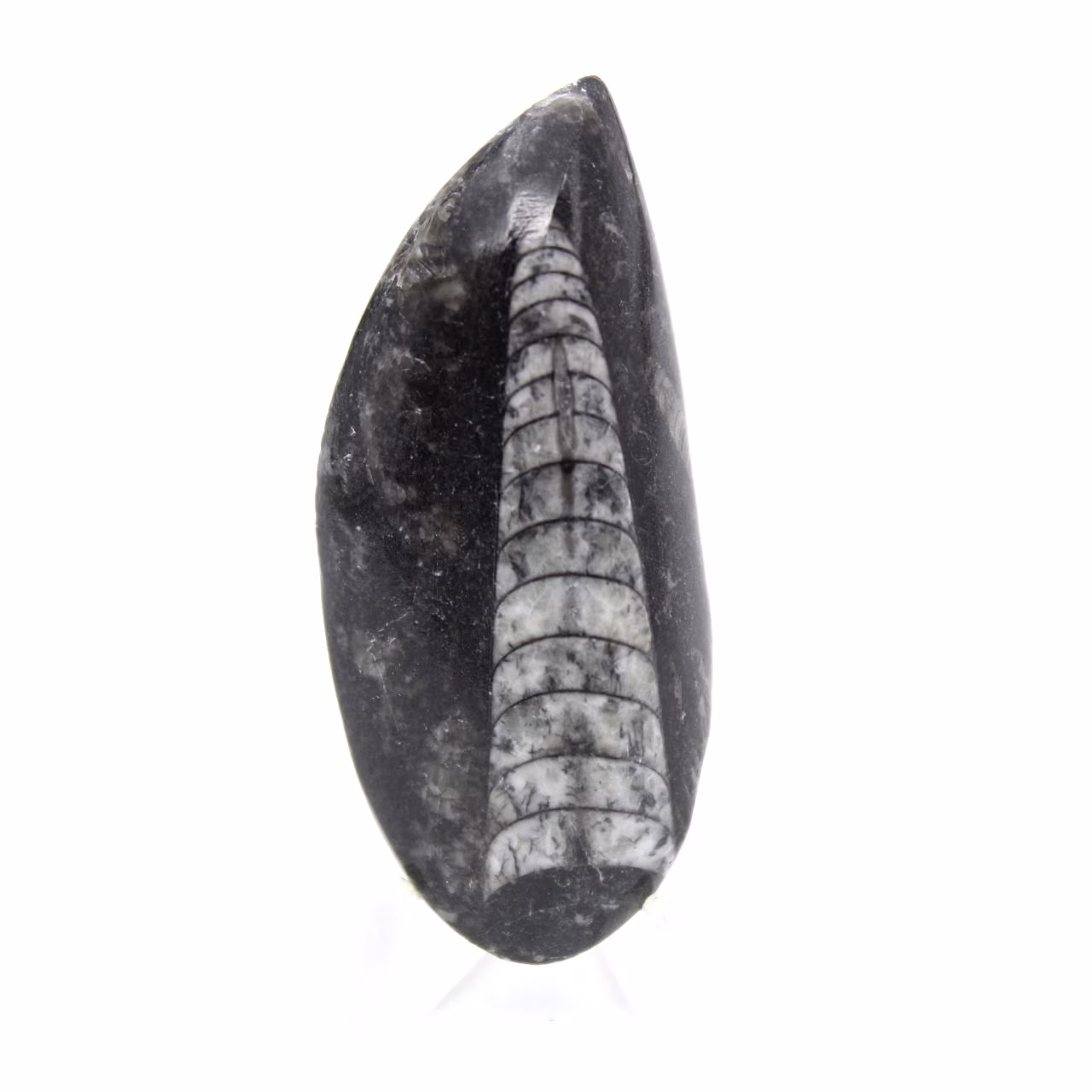 Orthoceras-fossil