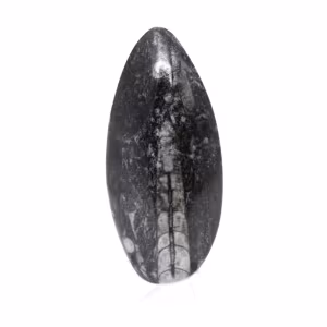 Orthoceras-fossil