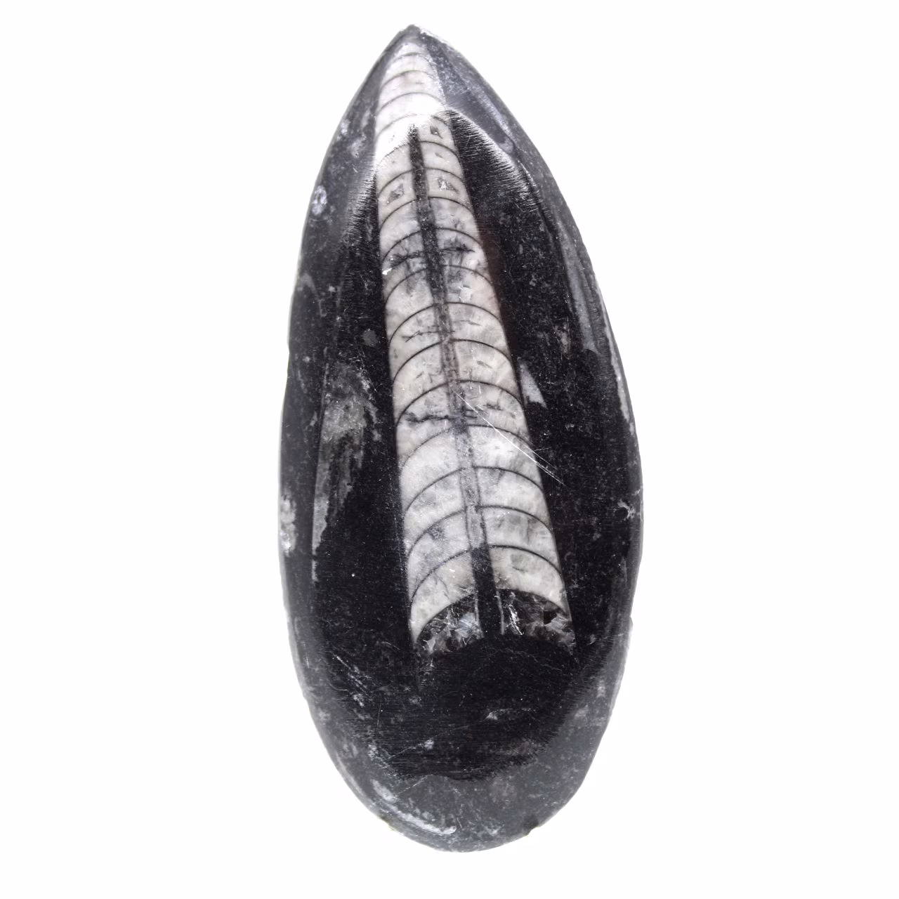 Fossila Orthoceras från Marocko