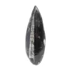 Orthoceras-fossil - 0