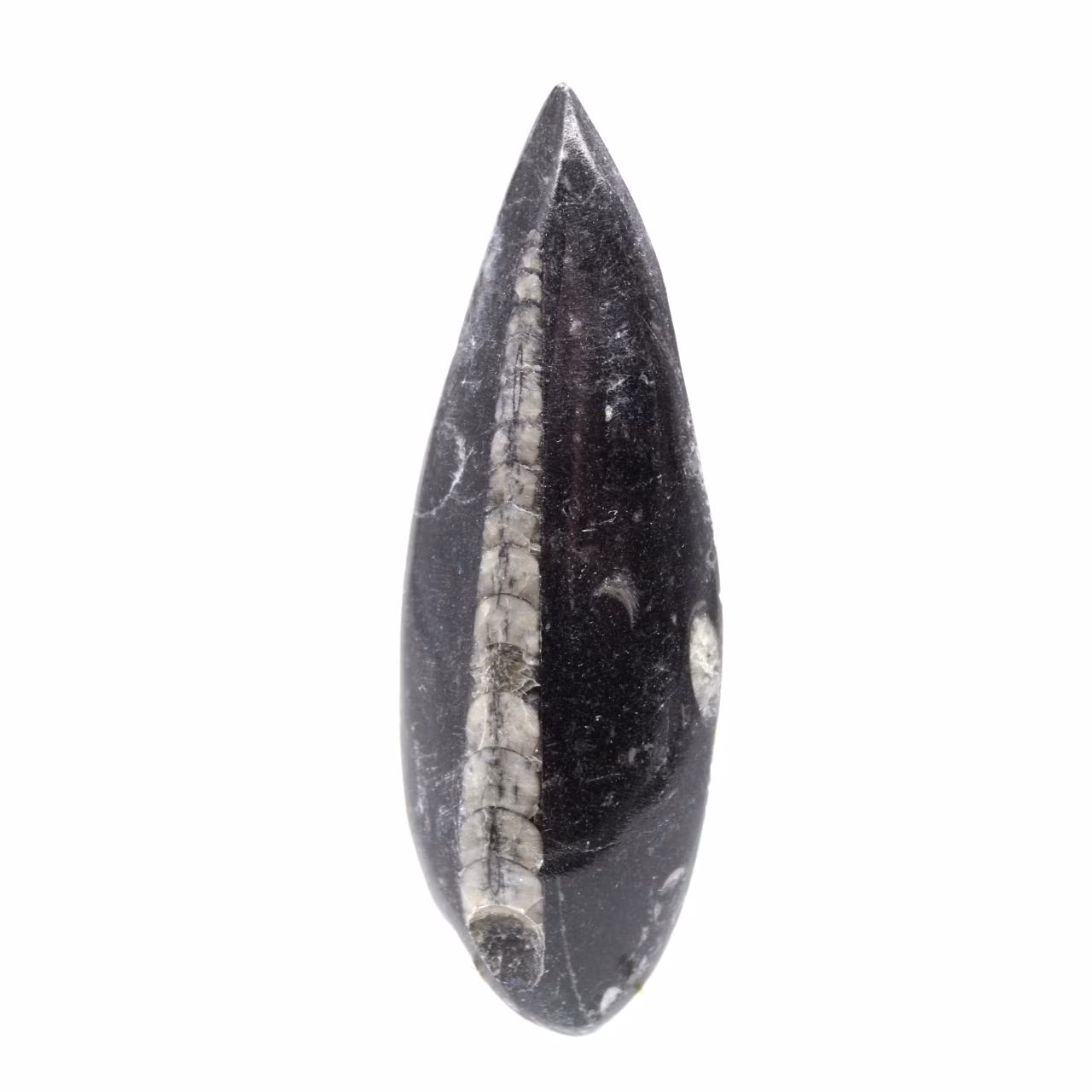 Orthoceras-fossil