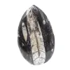 Fossila Orthoceras från Marocko - 0