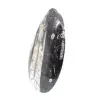 Fossila Orthoceras från Marocko - 2