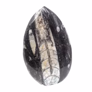 Fossila Orthoceras från Marocko
