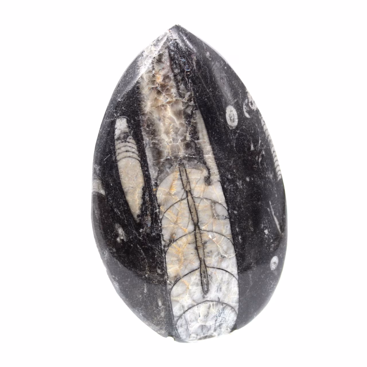 Fossila Orthoceras från Marocko