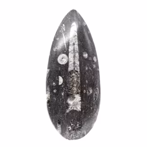 Orthoceras-fossil