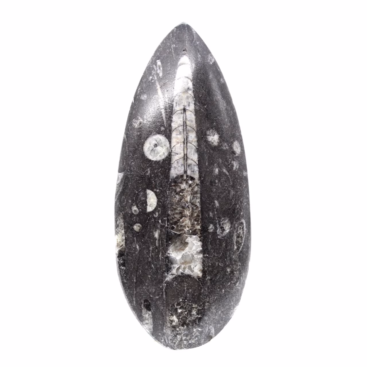 Orthoceras-fossil