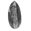 Fossila Orthoceras från Marocko - 0