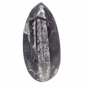 Fossila Orthoceras från Marocko