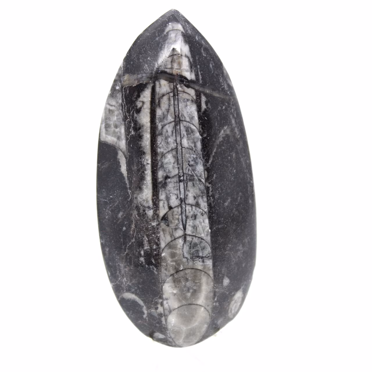 Fossila Orthoceras från Marocko