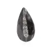 Orthoceras-fossil - 0