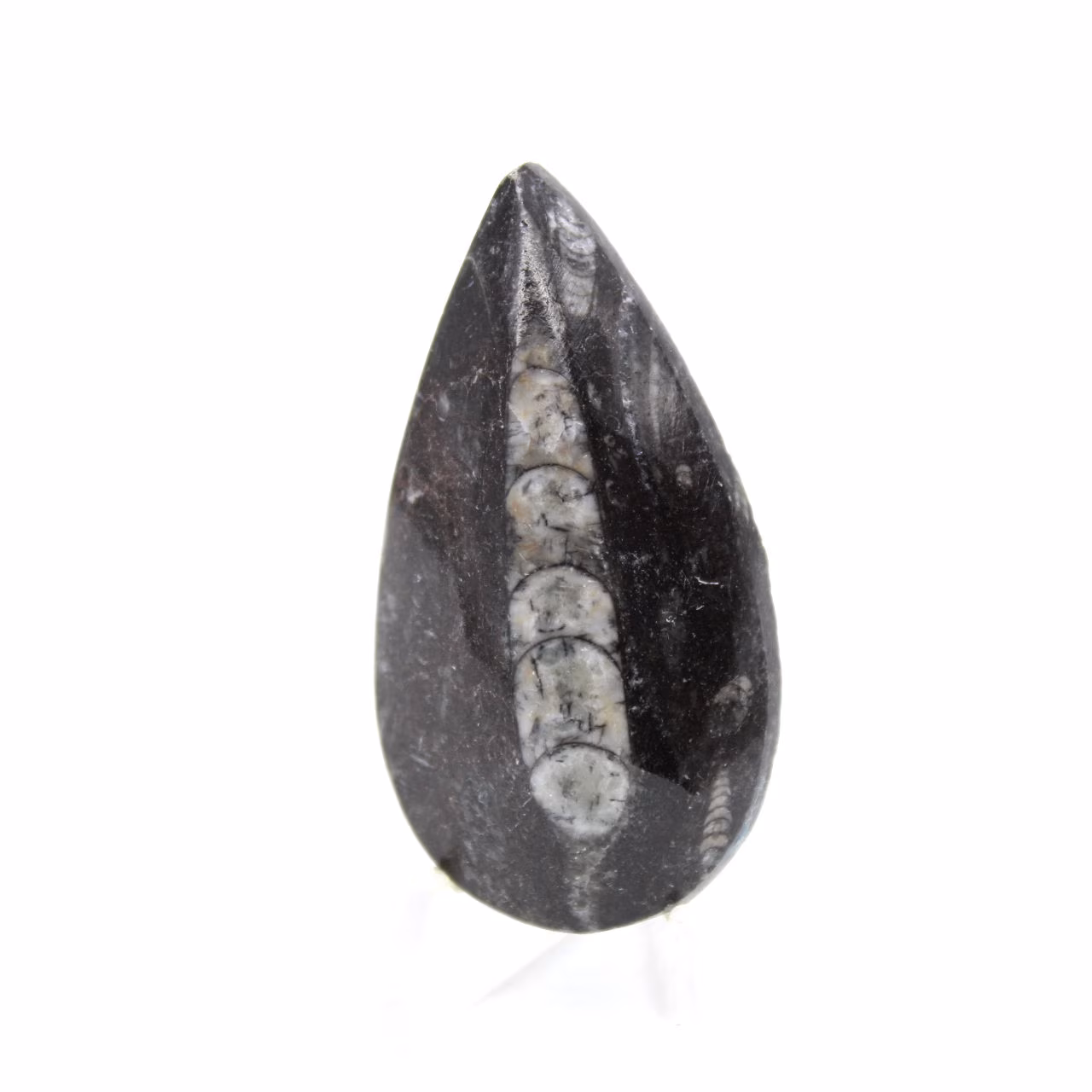 Orthoceras-fossil