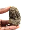 Fossil trilobit - 0