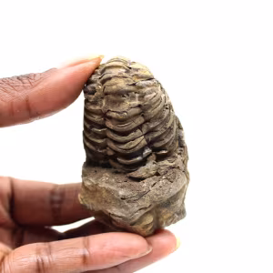 Fossil trilobit