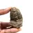 Fossil trilobit