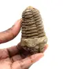 Fossil trilobit - 0