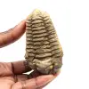 Fossil trilobit - 0
