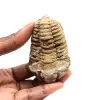 Fossil trilobit - 0
