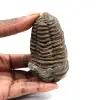 Fossil trilobit - 0