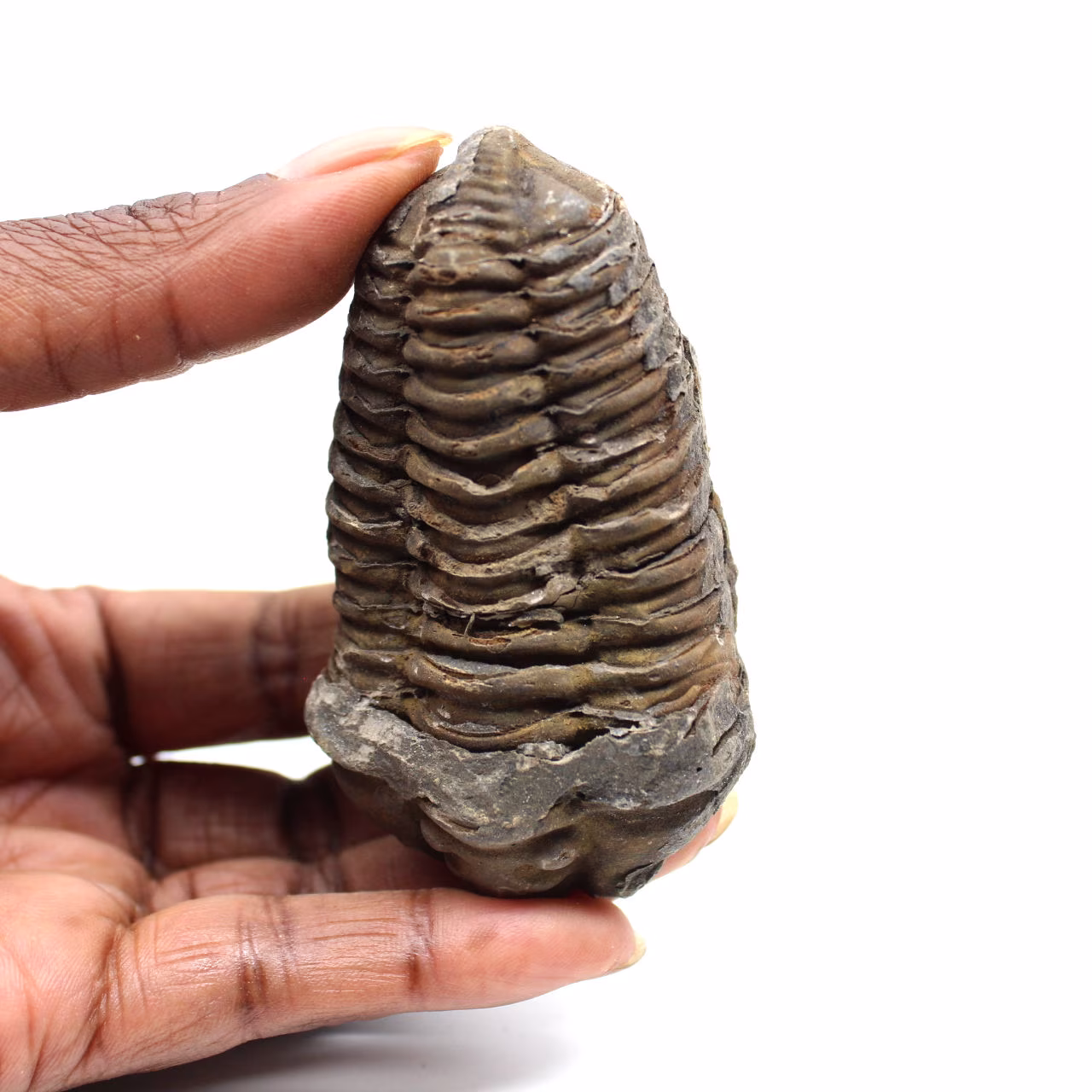 Fossil trilobit