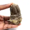 Fossil trilobit - 0