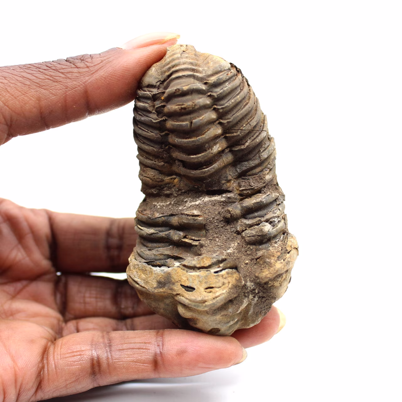 Fossil trilobit