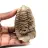 Fossil trilobit