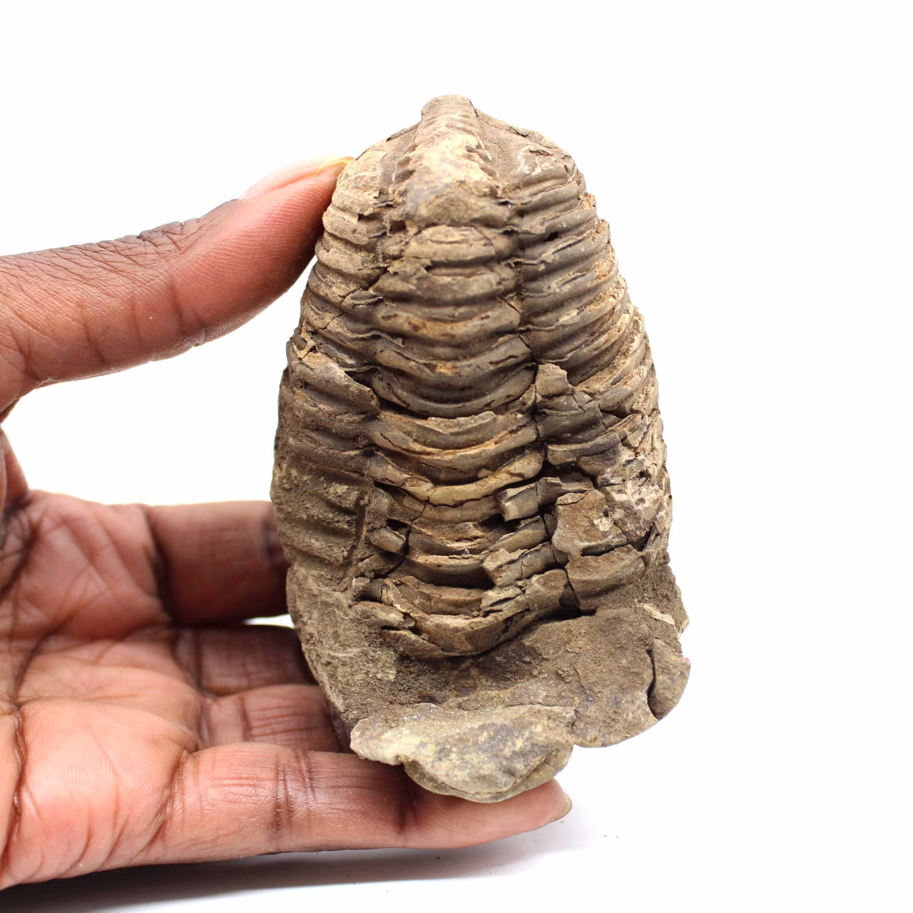 Fossil trilobit