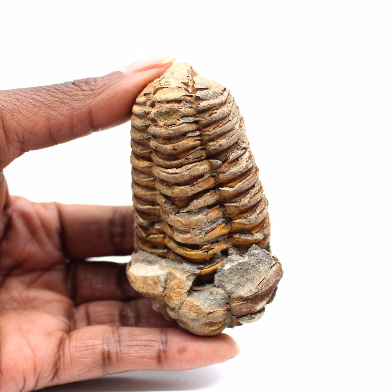 Fossil trilobit