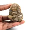 Fossil trilobit - 0