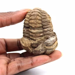 Fossil trilobit