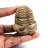 Fossil trilobit