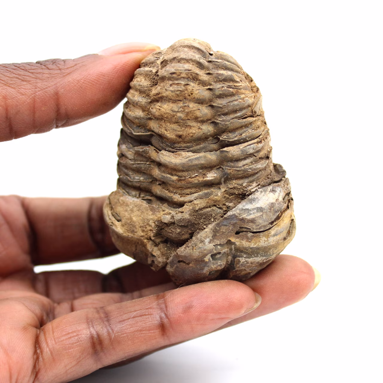 Fossil trilobit