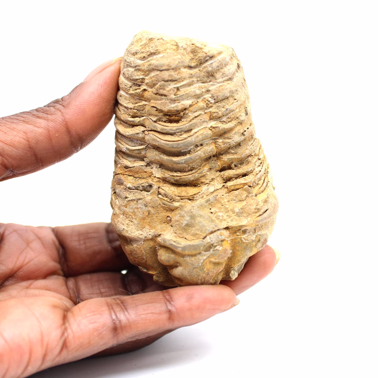 Fossil trilobit