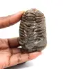 Fossil trilobit - 0