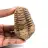 Fossil trilobit