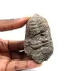 Fossil trilobit - 0