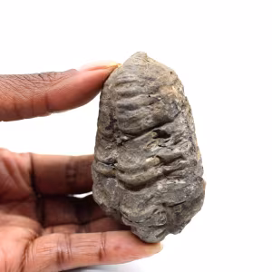 Fossil trilobit
