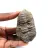Fossil trilobit